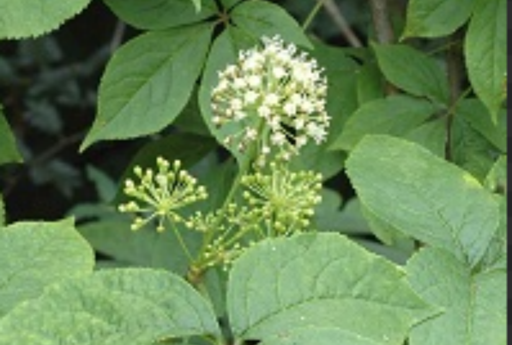 What is siberian ginseng