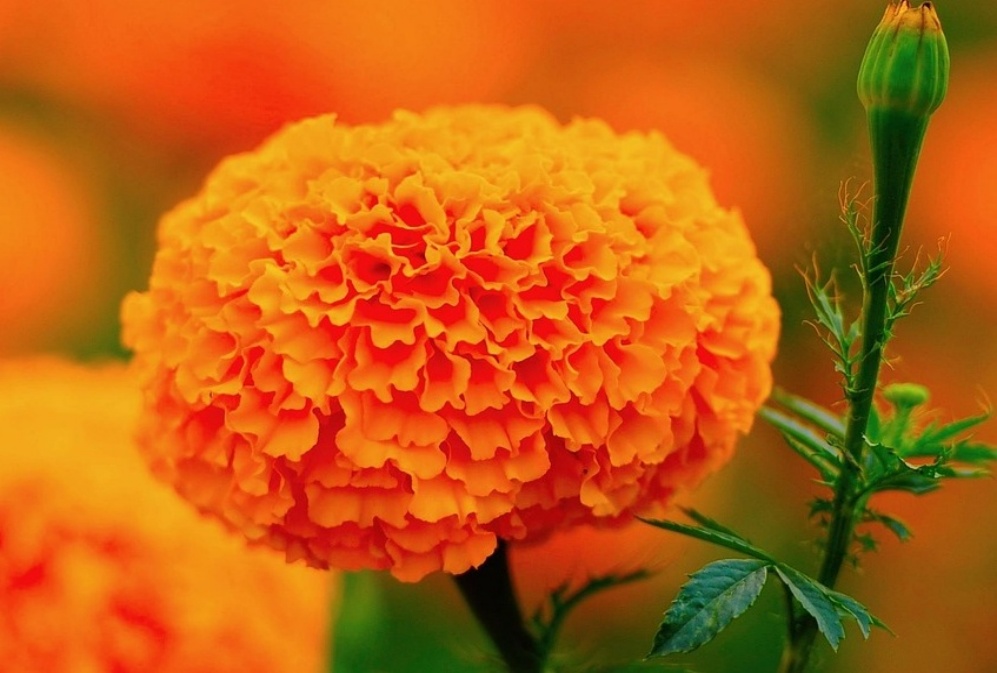 How does lutein make your eyes "faster"?