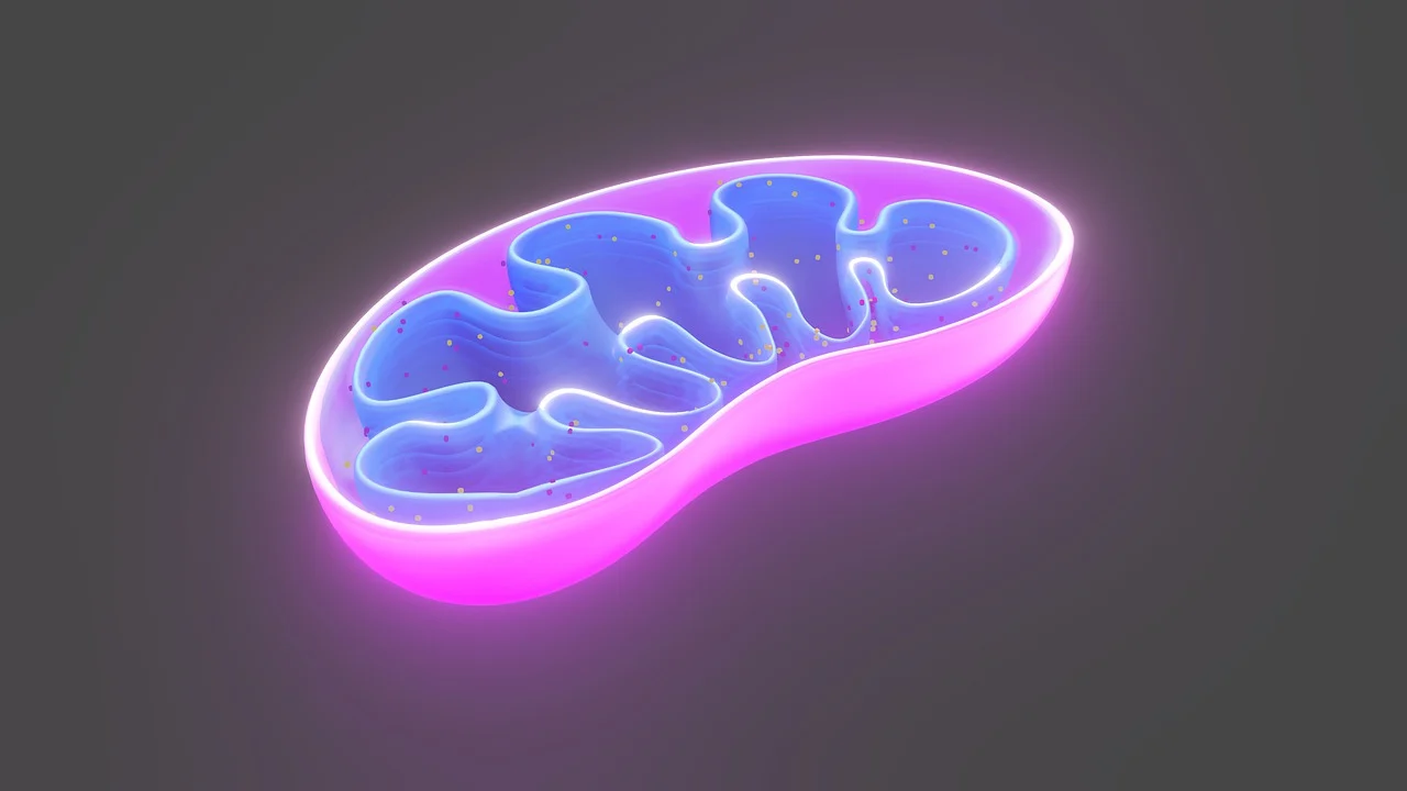线粒体.webp