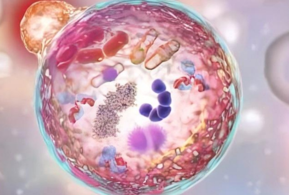What is Sperdimine?
