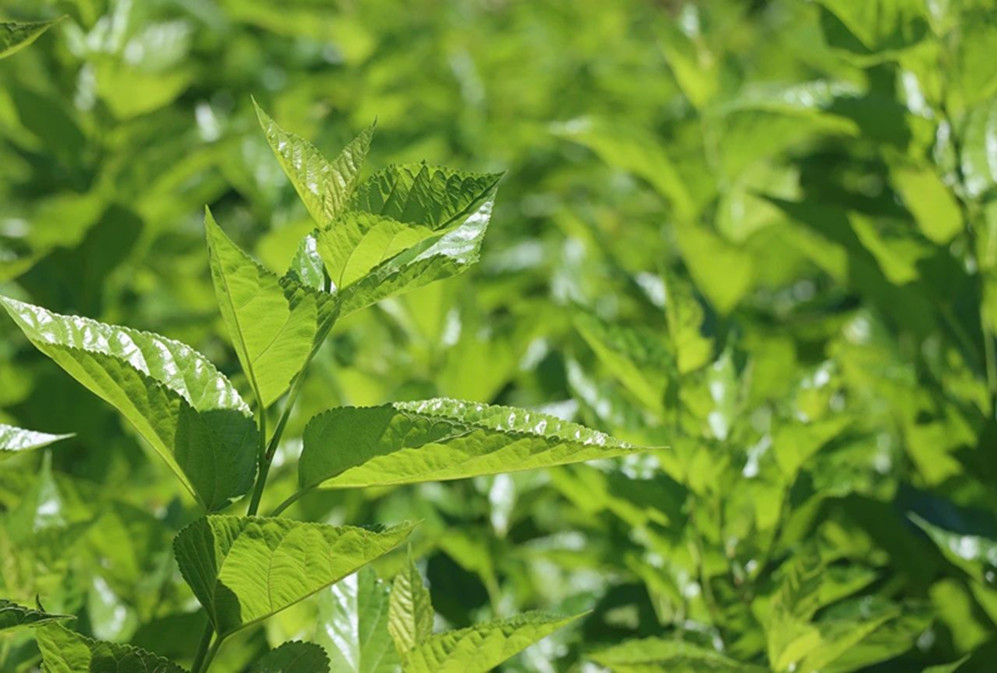 More than just lowering blood sugar, this medicine-food combination has a new discovery!