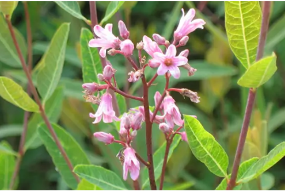 What is Apocynum Venetum Leaf extract?