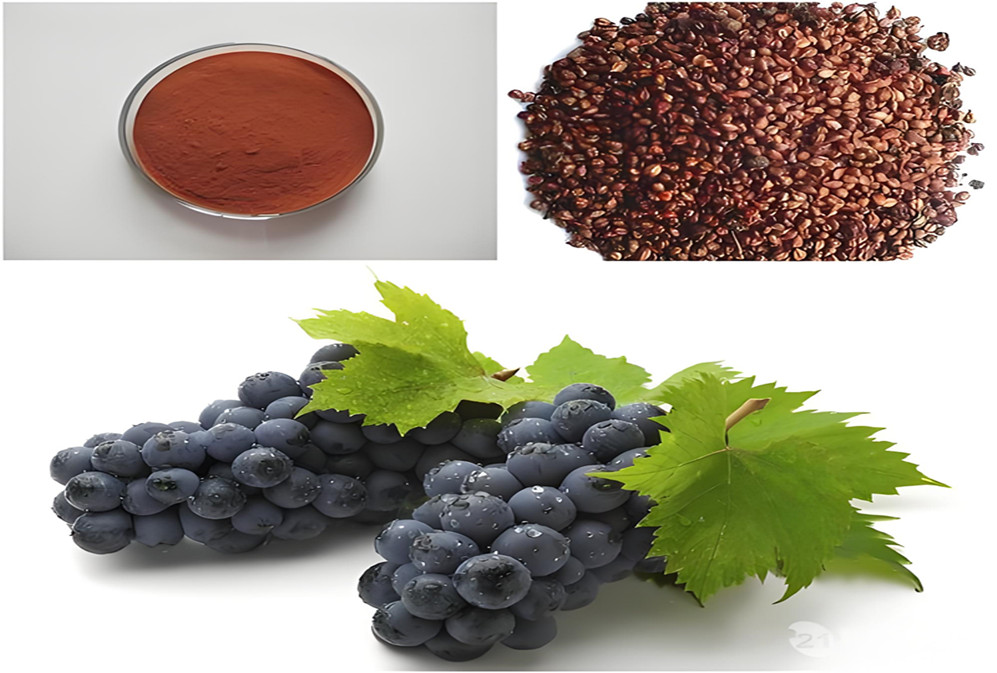 For regulating emotions and enhancing cognition, this plant is rich in oligomeric smallpox, which is very beneficial! 