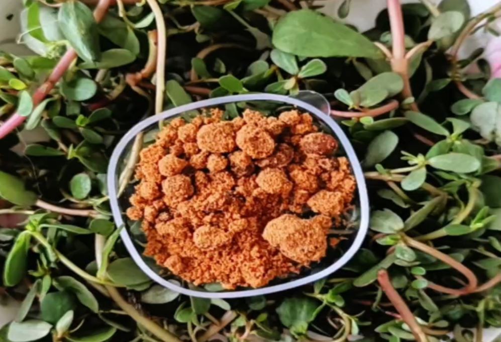 How does purslane polysaccharide enhance the human immune regulation activity?