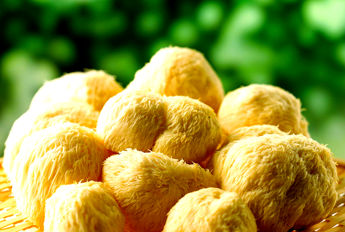 Lion's Mane Mushroom will become the 'King of Fungi' by 2025! Elevate the global functional food market to a new level