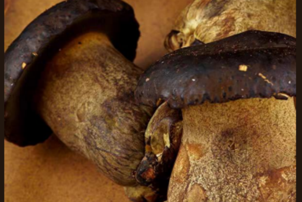 Porcini Mushroom Concentrate Powder Emerges as a Potent Anti-Aging Ally
