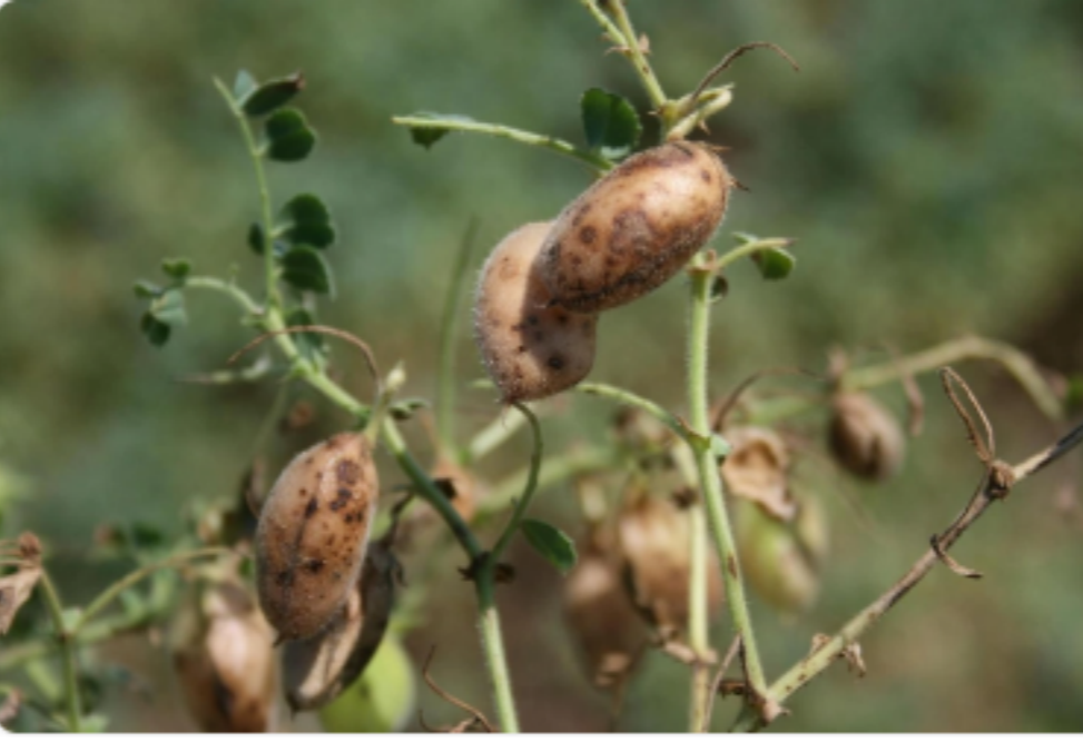 Do You Know About Chickpea Sprout Extract?