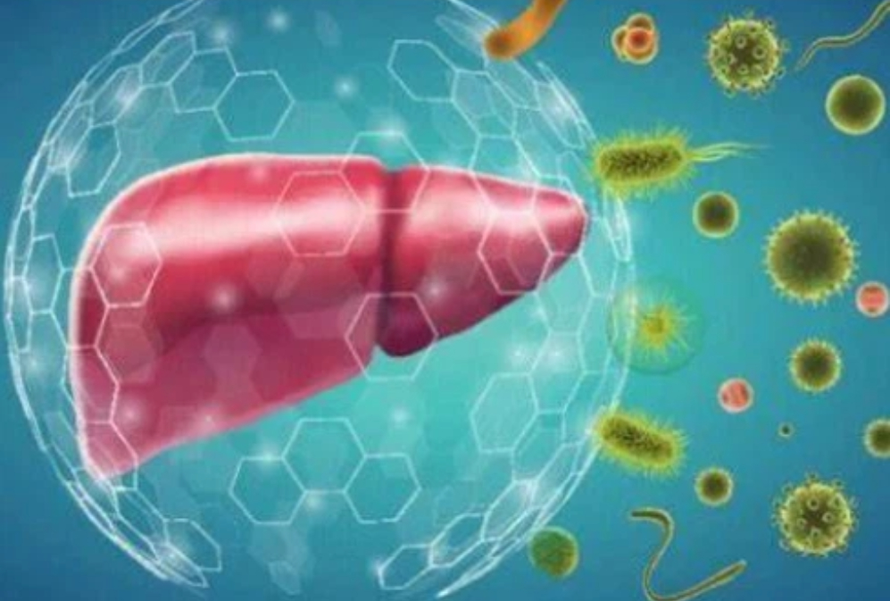 A Roundup of Hot Ingredients in the Domestic and Global Liver Protection Markets for 2025