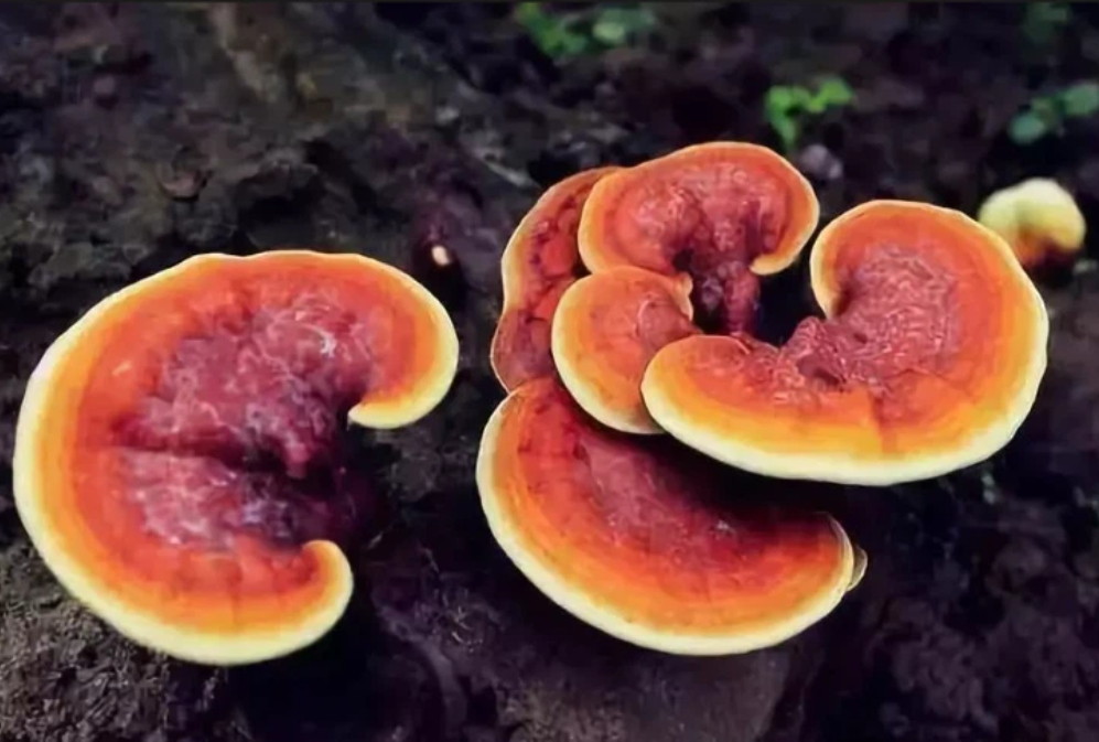 The Nine Major Benefits of Broken-Wall Reishi Spore Powder