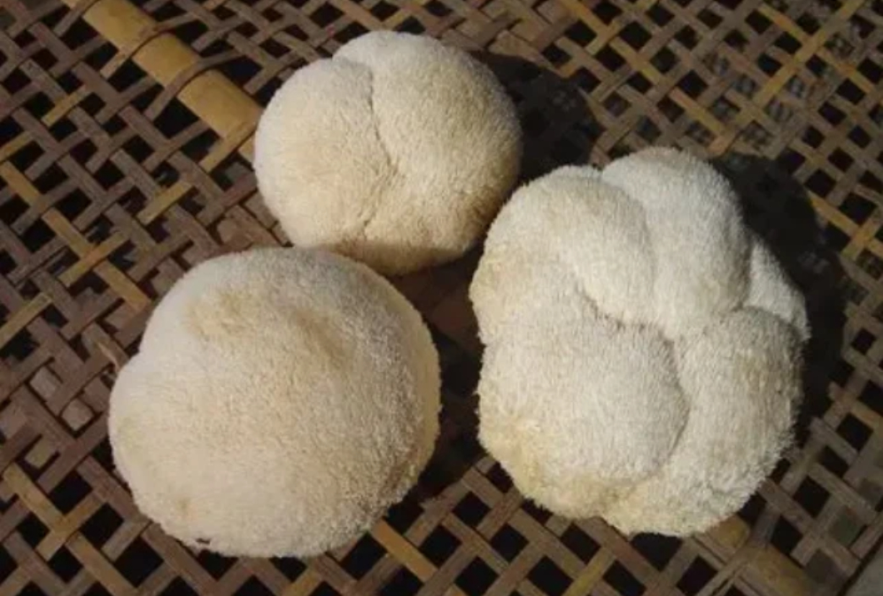 Hericium erinaceus Mycelium: A Medicinal and Edible Ingredient That Supports Health