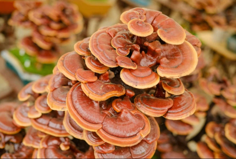 Reishi vs. Turkey Tail: What Each Medicinal Mushroom Brings to the Table