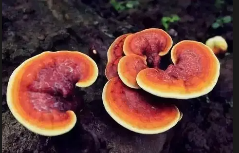 屏幕截图 2026-05-25 140116.png