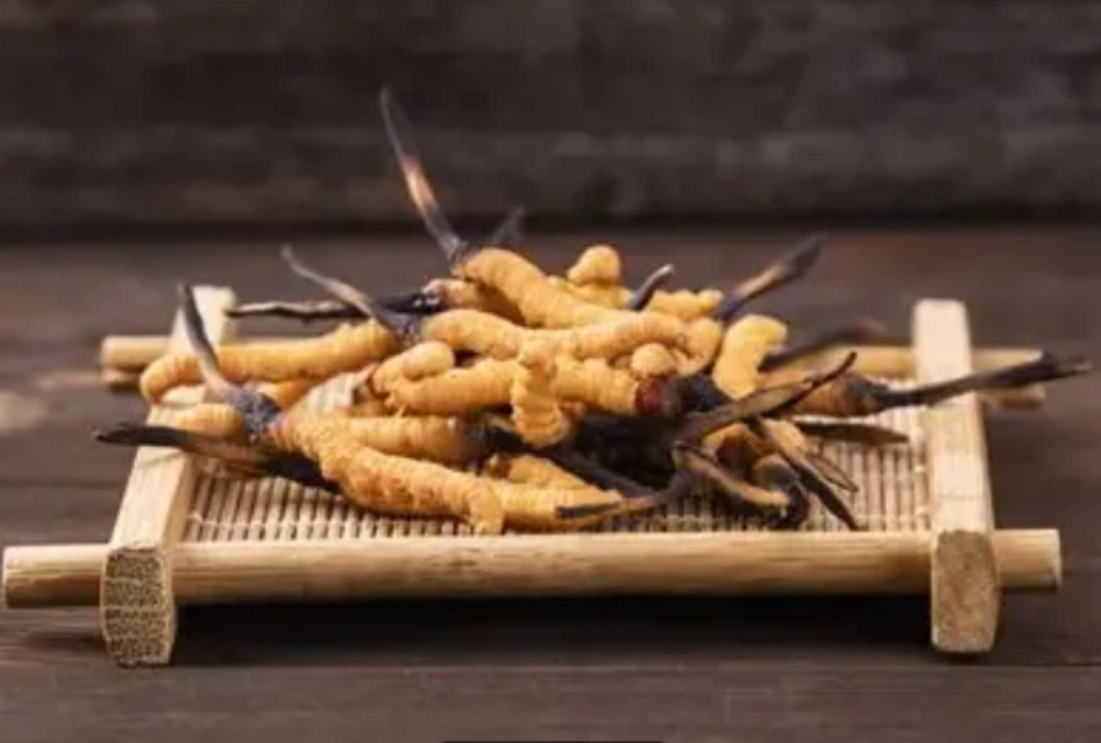 Cordyceps: From Parasitic Fungus to Functional Ingredient in Sports Nutrition