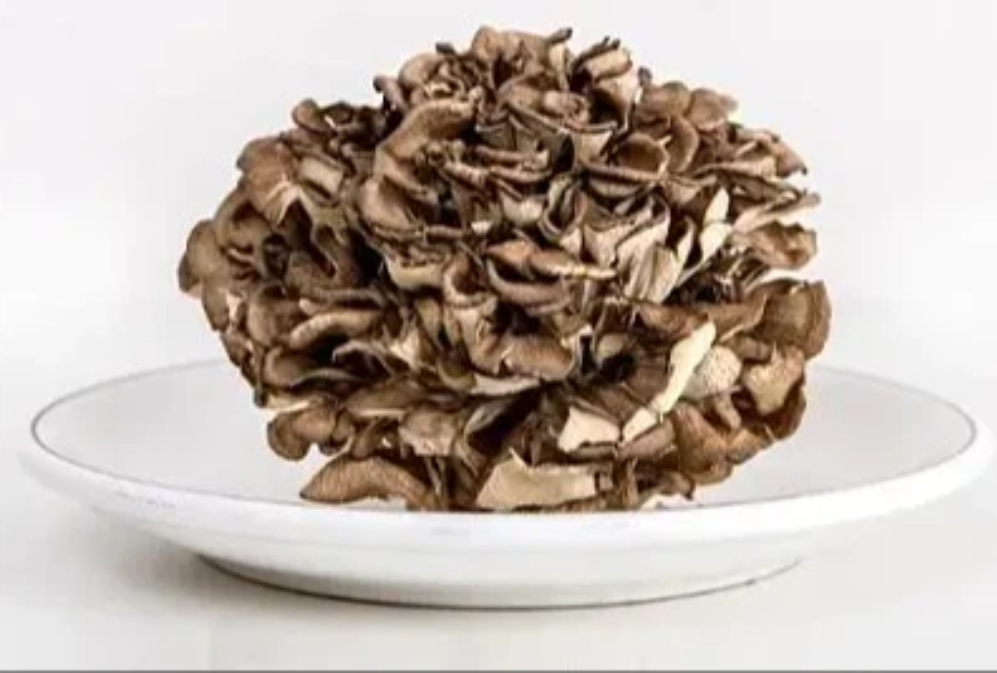 Maitake Mushroom: The “Dancing Mushroom” in Health and Wellness