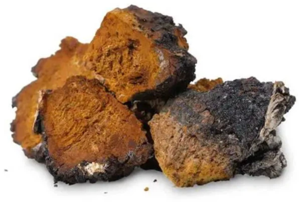 Chaga Mushroom: “Ancient King of Medicinal Fungi” Gains Western Popularity