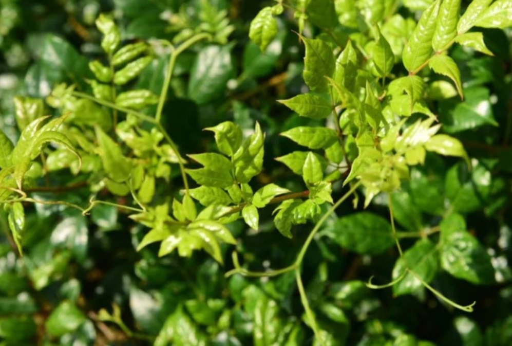The Efficacy of Vine Tea