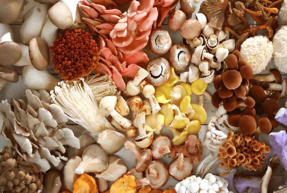 America’s Top 5 Mushroom Supplements Dominating 2026 - The Natural Wellness Revolution!
