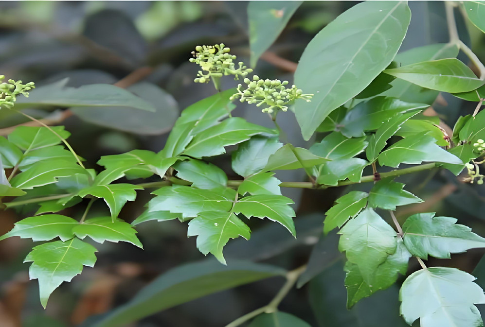 The Leaves of *Ampelopsis grossedentata*: Opportunities and Risks Unveiled by the Lifting of Restrictions?