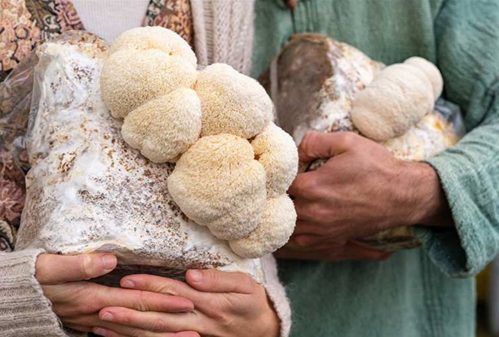 Why More and More Western Brands Are Choosing Lion’s Mane Over Ginseng?