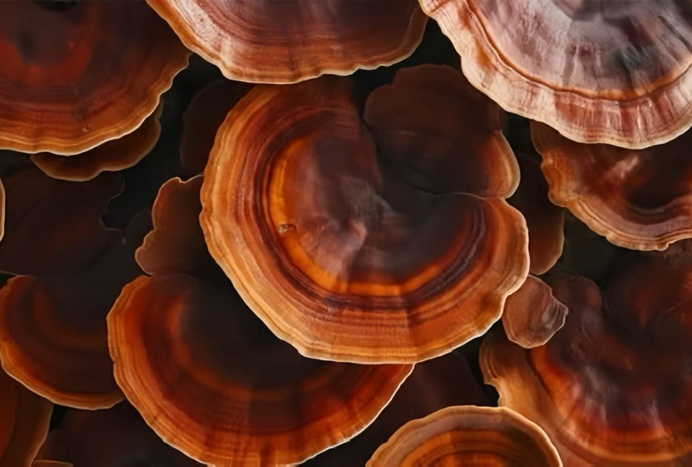 From Ancient Herb to Modern Wellness Ingredient: Why Brands Are Reconsidering Reishi Mushroom