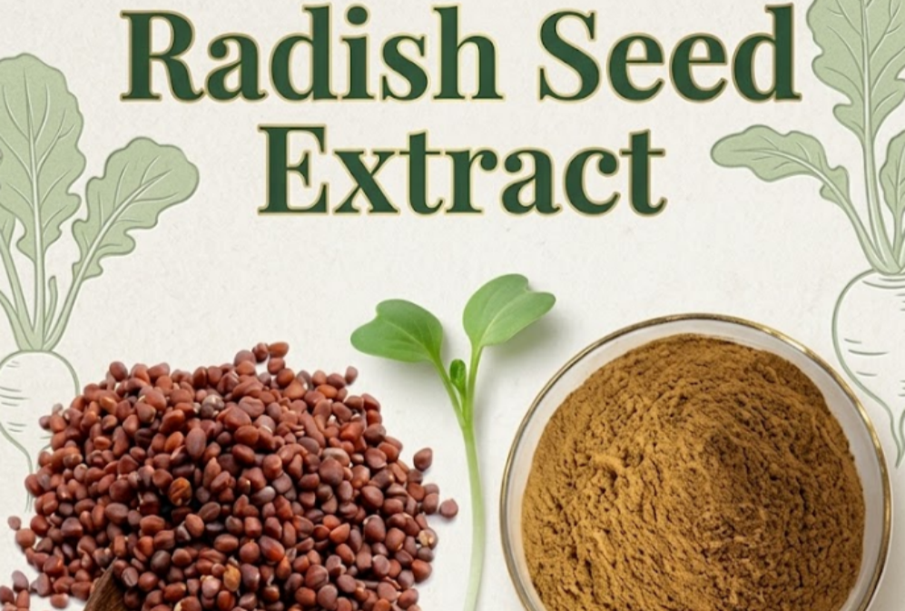 A New Botanical Opportunity in Detox Nutrition: Exploring the Potential of Radish Seed Extract