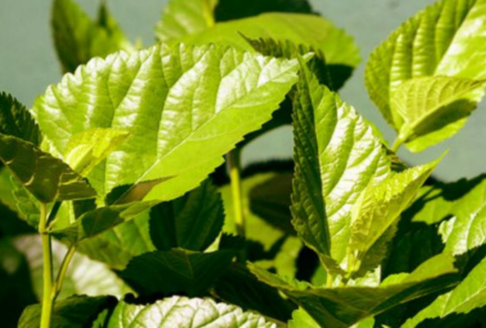 Beyond Sugar Control: The Growing Potential of Mulberry Leaf Extract in Functional Nutrition