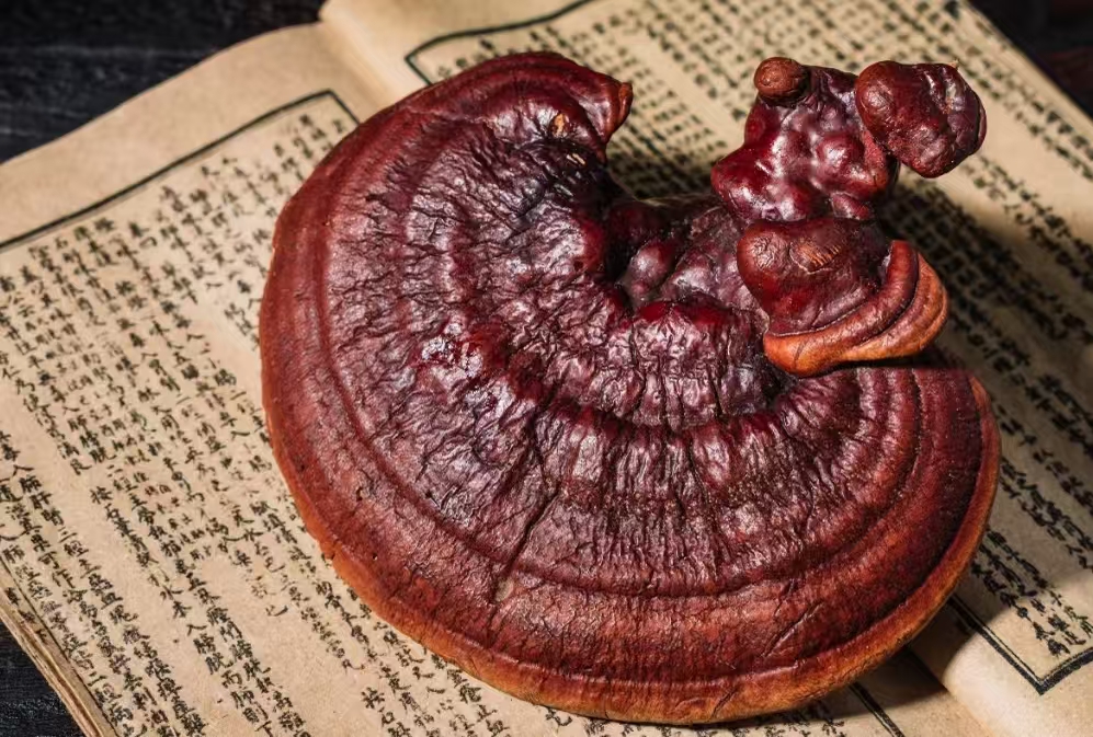 Ganoderma Fermentation Is Moving Beyond Extraction Yield