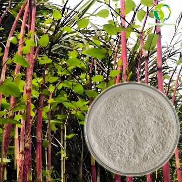 Food Grade Pure Polygonum Cuspidatum Extract-Resveratrol