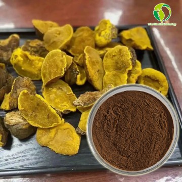 Bulk Phellinus Igniarius Extract Polysaccharide Organic Phellinus Igniarius Mushroom Powder