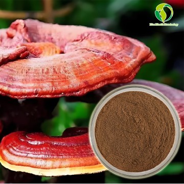 Pure Natural Organic Reishi Mushroom Ganoderma Lucidum Extract Powder Polysaccharides