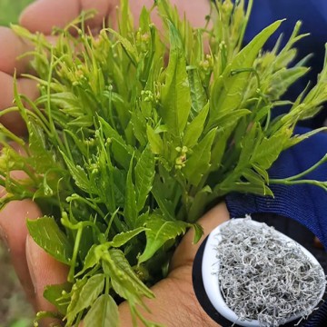 Vine Tea Extract (Dihydromyricetin)