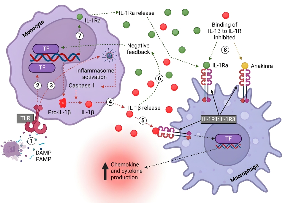 inflammatory factors.jpg