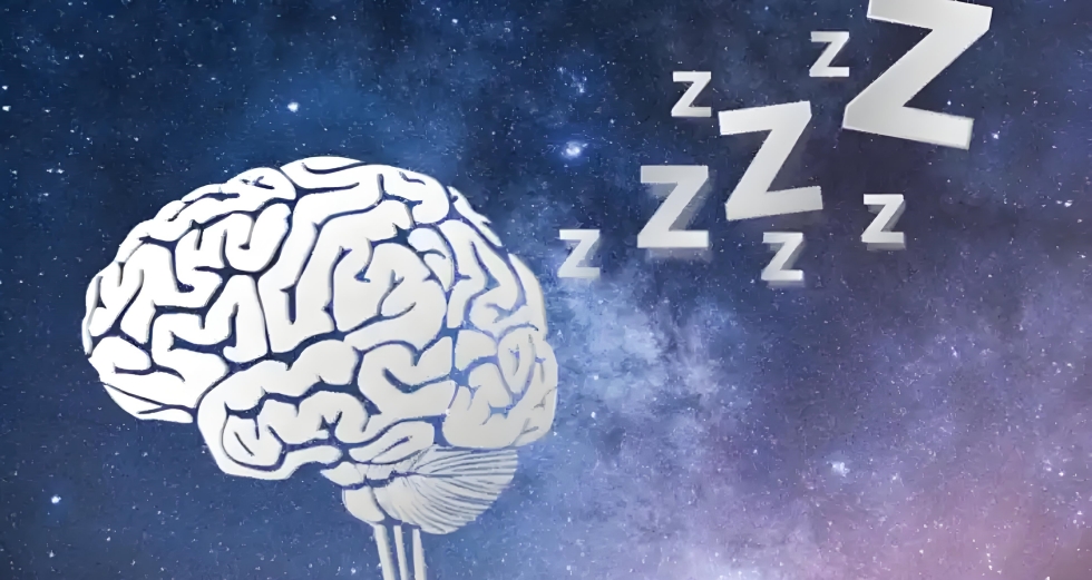 Neural mechanisms of sleep.jpg