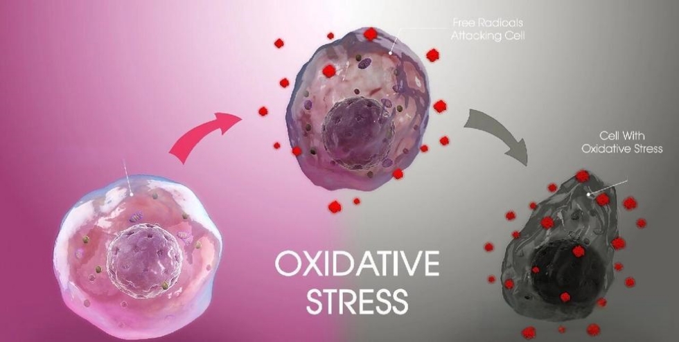 Réponse au stress oxydatif.jpg