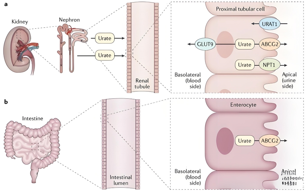 uric acid transporter expression.jpg