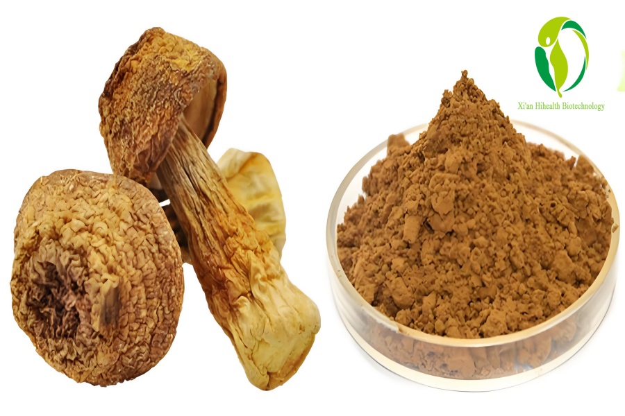 Agaricus Blazei Murill Extract.jpg