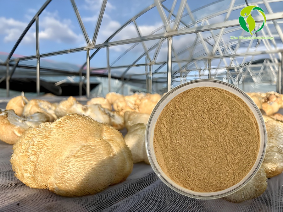 Lion mushroom1.jpg