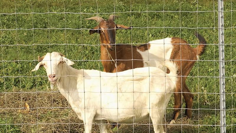 Field Fence - Farm Fence - Goat Fence