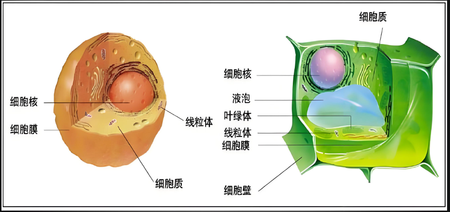 Culture process of animal and plant cells and requirements for bioreactor