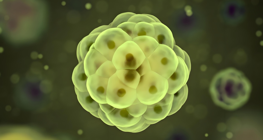 Design specification for plant cell bioreactor