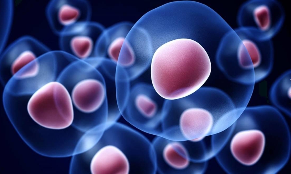 Introduction and application prospect of bioreactor for animal cell culture
