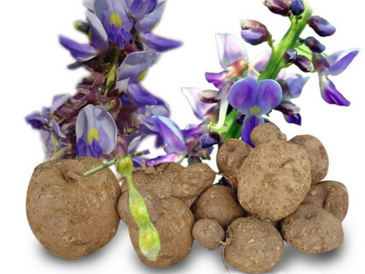 New Discovery! This Liver-Protecting And Detoxifying Herbal Medicine Can Also Regulate Intestinal Fat Absorption