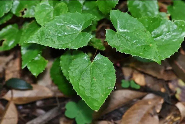 Folhas de Epimedium (1)