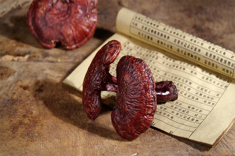 Ganoderma lucidum