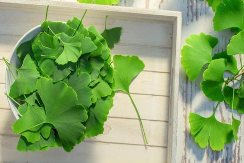 Ginkgo biloba