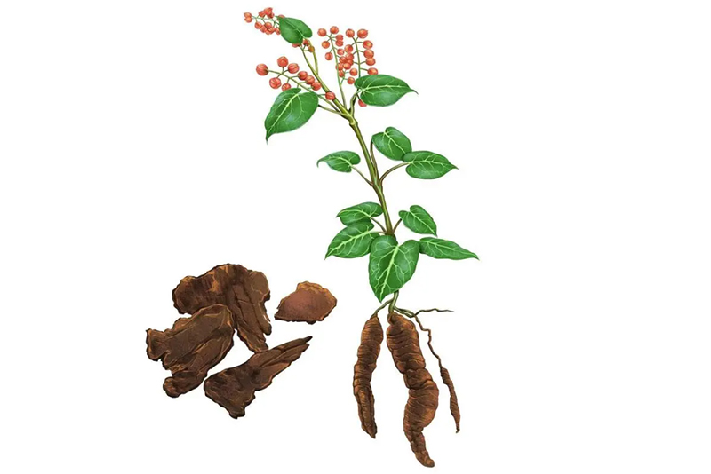 Extrait de racine de Polygoni multiflori