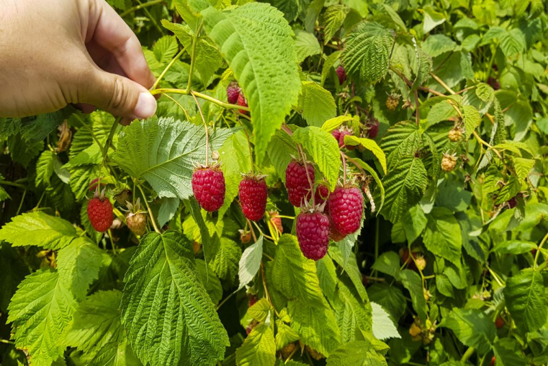Raspberry1