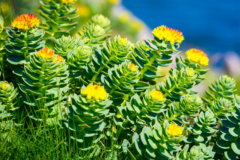 Extrato de Rhodiola Rosea