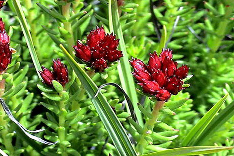 Extrato de Rhodiola rosea em pó Salidrosídeo1