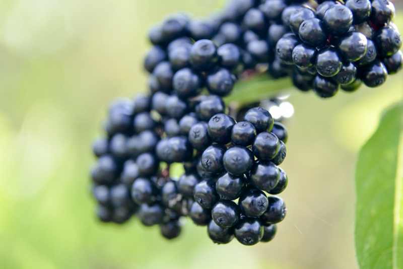 Pó de Açaí